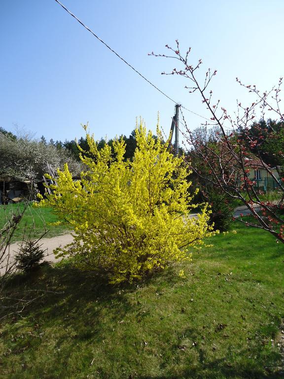 Homestay Roja Vilnius Bagian luar foto